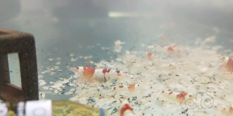 出售红白水晶虾-图4