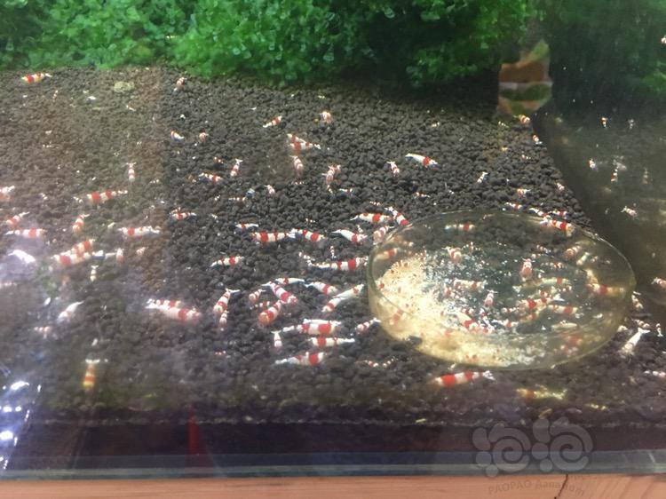 【出售】出售红白水晶虾，1500只2000元-图1