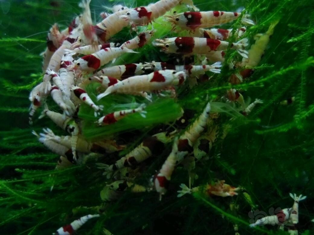 出一缸红白水晶虾-图3
