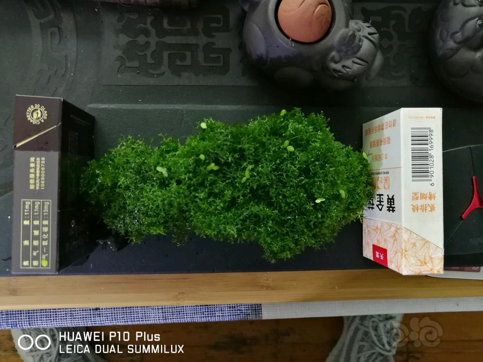 【水草】2018-5-14#RMB拍卖珊瑚莫斯沉木一份-图6