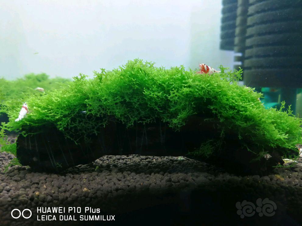 【水草】2018-5-14#RMB拍卖珊瑚莫斯沉木一份-图2
