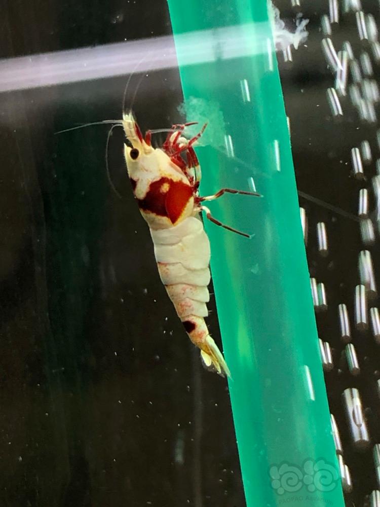 【虾】2018-05-02#RMB拍卖红白水晶虾一只-图6