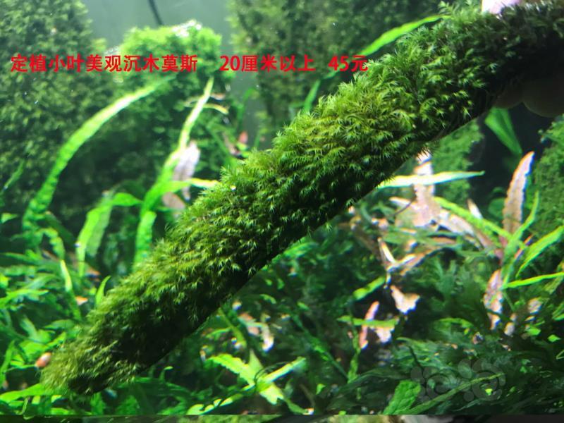 【出售】状态好的细叶铁 珊瑚美凤定植沉木-图3