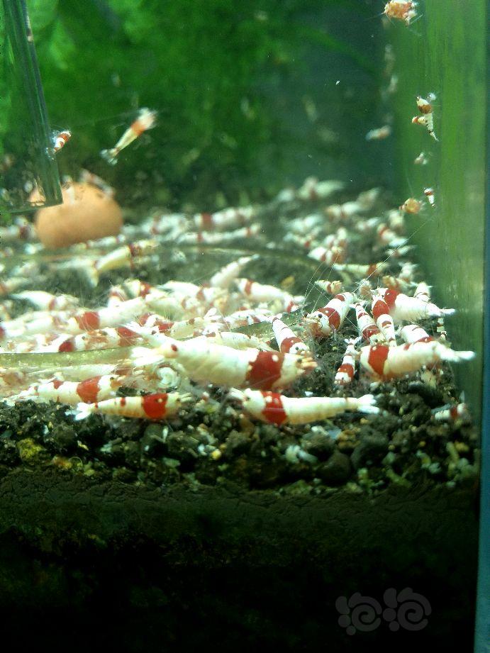出纯血水晶虾淘汰公虾-图1