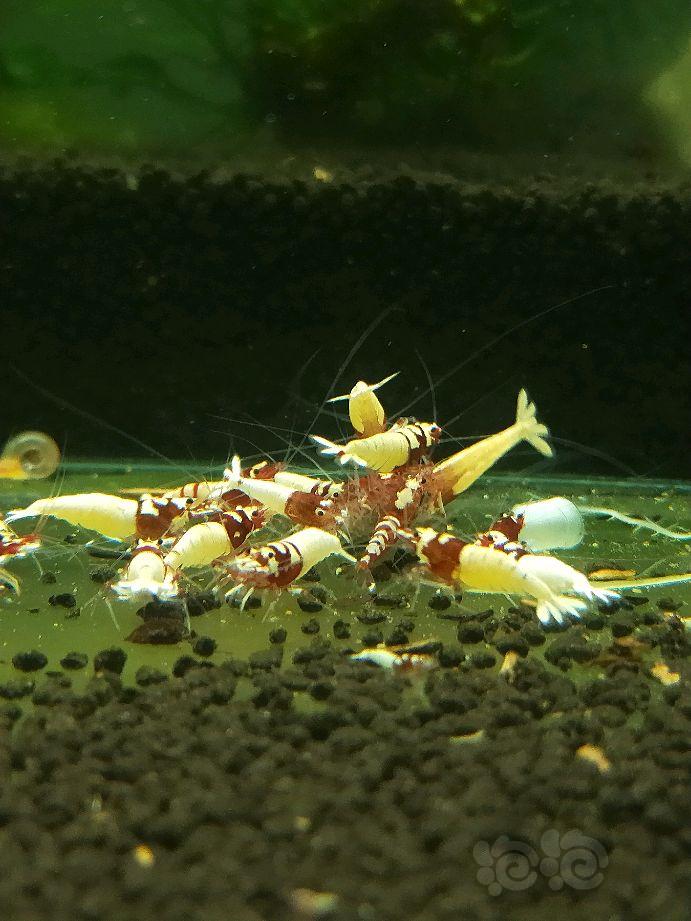 【水晶虾】出售红洞头公虾-图3