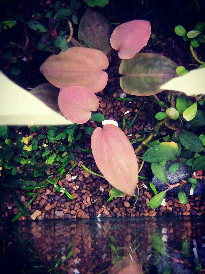 【辣椒榕】出一丛5头水下发色紫芭蕉，一组辣椒榕-图4