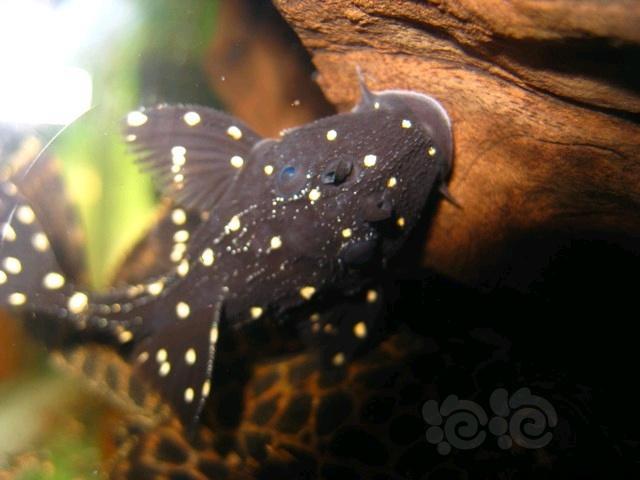 【异型】白点蜘蛛随拍