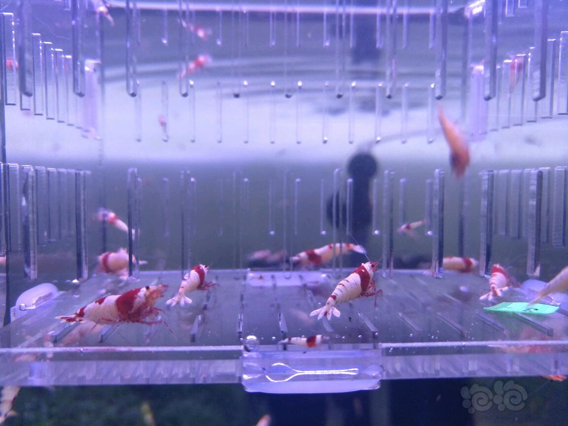 【虾】2018-5-08#RMB拍卖红白水晶虾成虾10只（5母5公）-图3