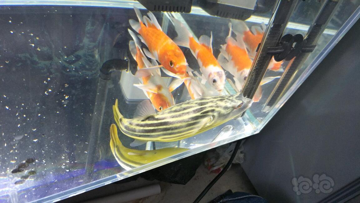 淡水狗头斑马狗头冬天时候养的