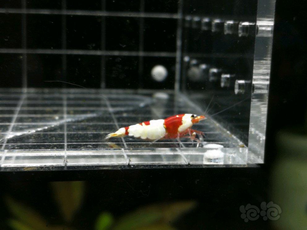 【虾】2018-5-11#RMB拍卖红白纯血一对-图4
