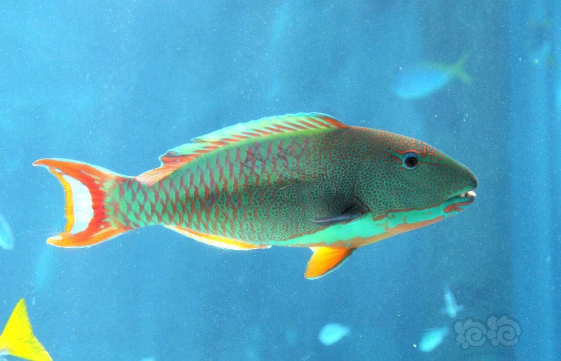 一如既往的海水鱼