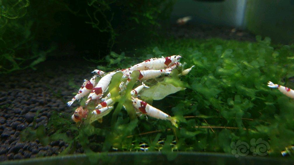 红白纯血水晶虾换鱼-图4