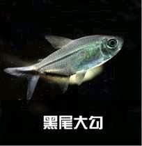 【灯科鱼】群游好的鱼有哪些-图1