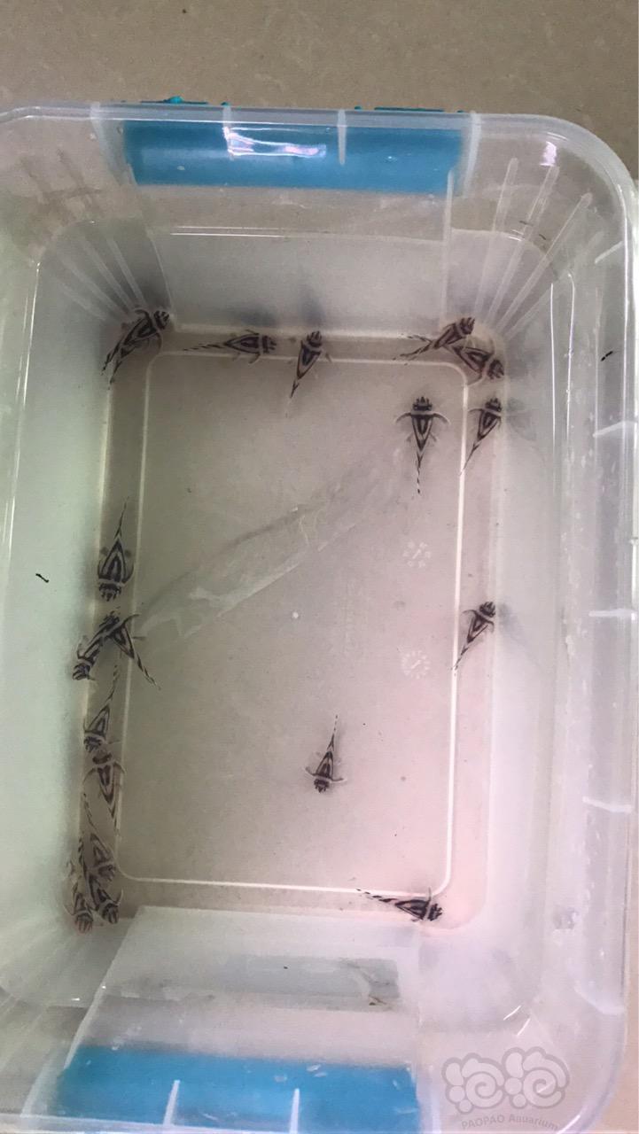 【出售】出熊猫l46异形