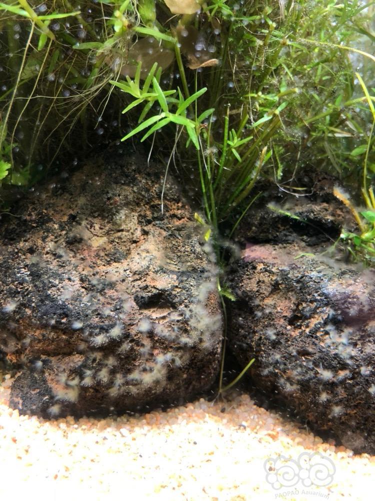 石头上的白色绒毛状物体是什么藻?怎么对付它?