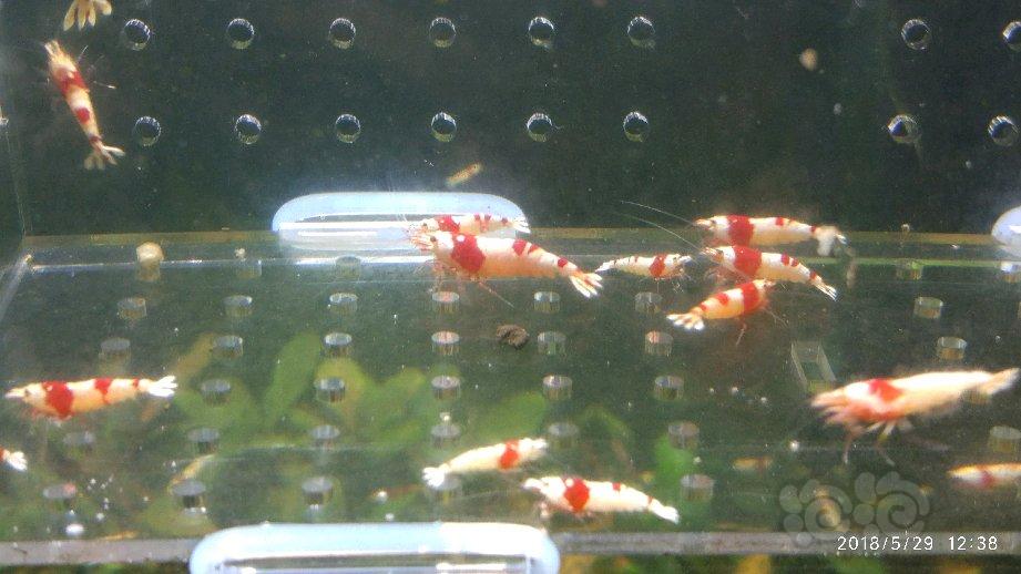 【出售】出几组红白水晶虾-图5
