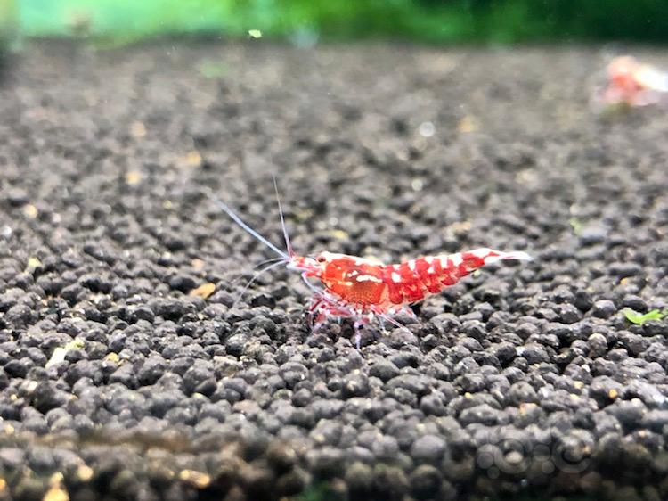 【虾】2018-05-15#RMB拍卖红银河公虾2只-图3