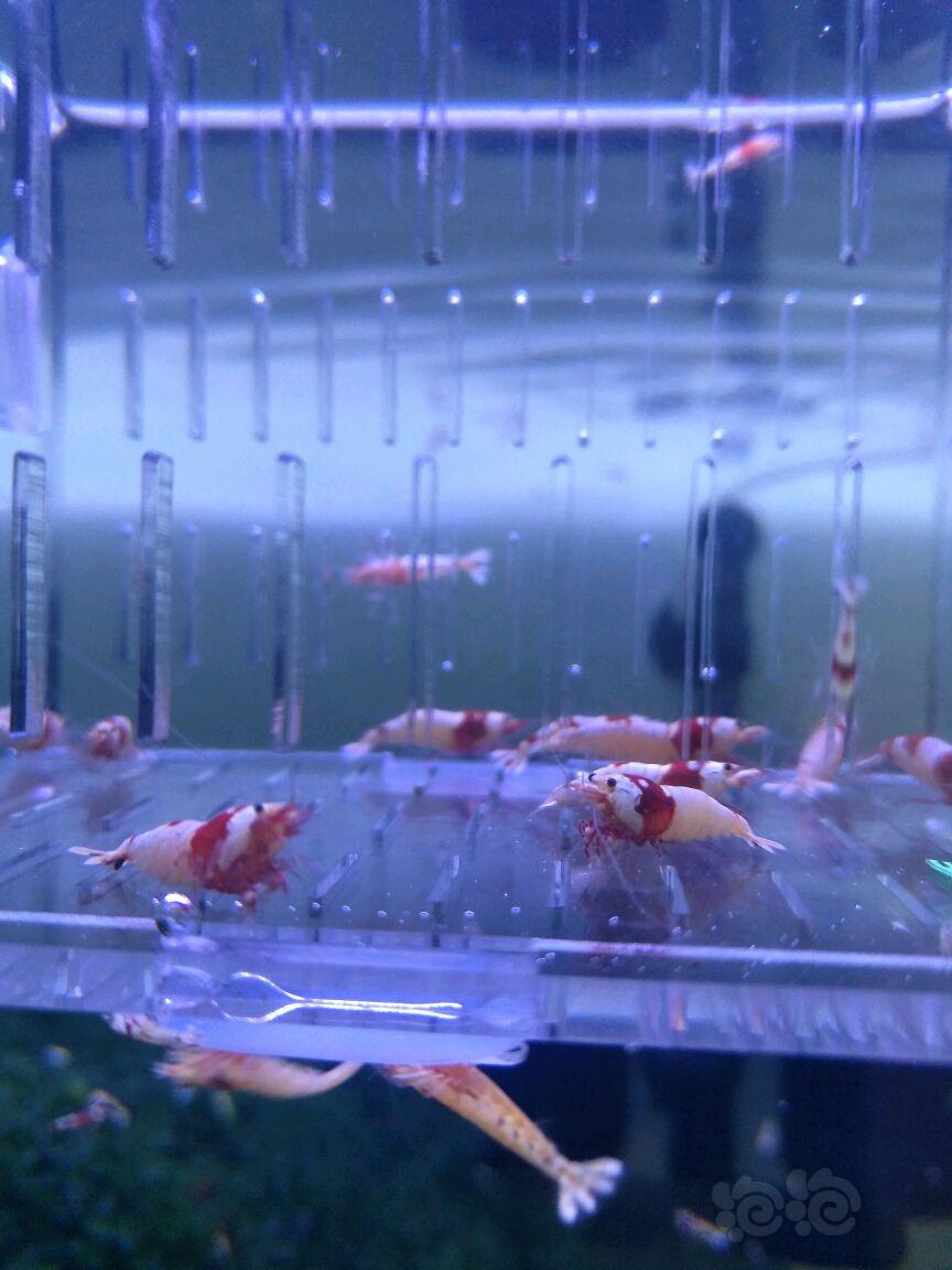 【虾】2018-5-08#RMB拍卖红白水晶虾成虾10只（5母5公）-图1