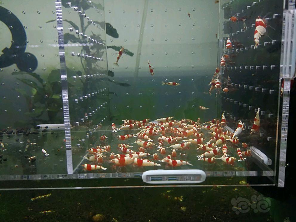 【虾】2018-05-08#RMB拍卖红白淘汰100只-图6
