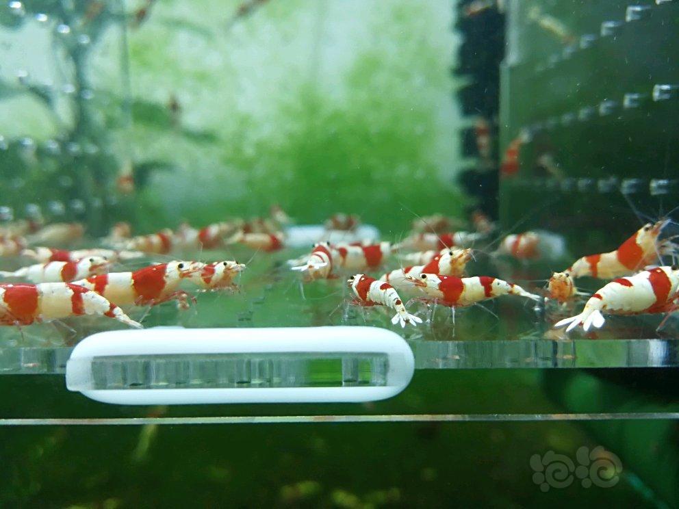 【虾】2018-05-5#RMB拍卖纯血红白淘汰20只-1-图2