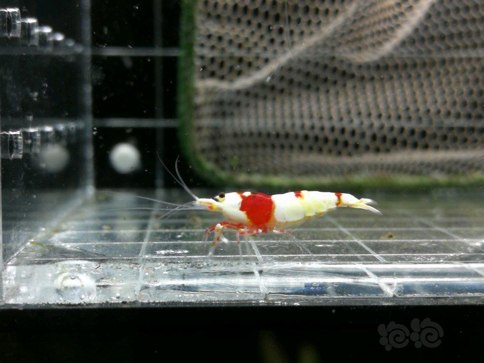 【虾】2018-5-11#RMB拍卖红白纯血一对-图1