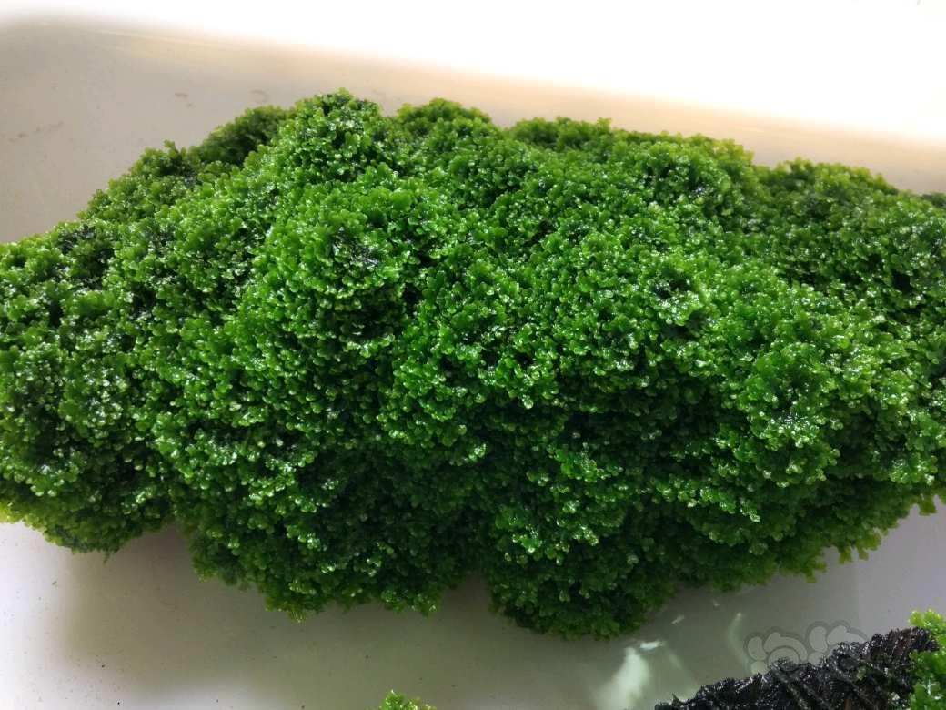 水晶缸里的珊瑚莫斯