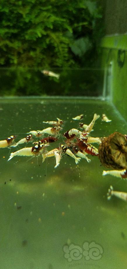 【水晶虾】出售红洞头公虾-图1
