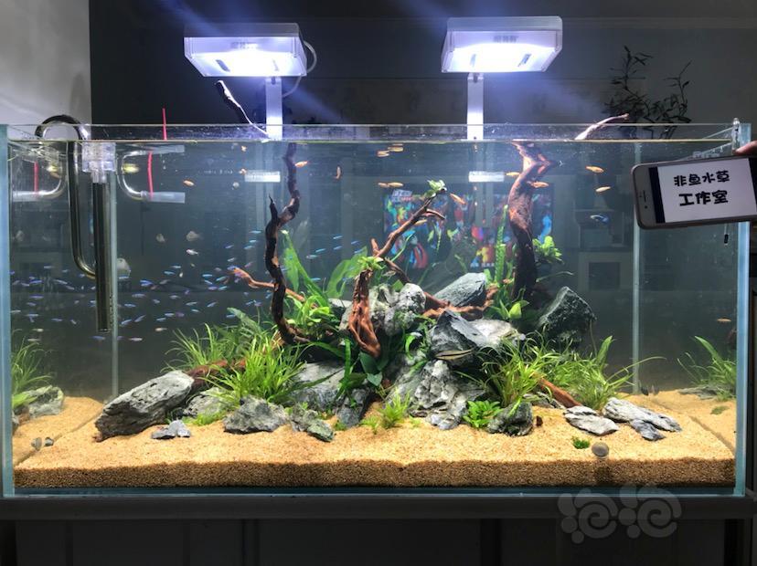 018 泡泡水族第二届造景大赛 沙漠绿洲 泡泡水族