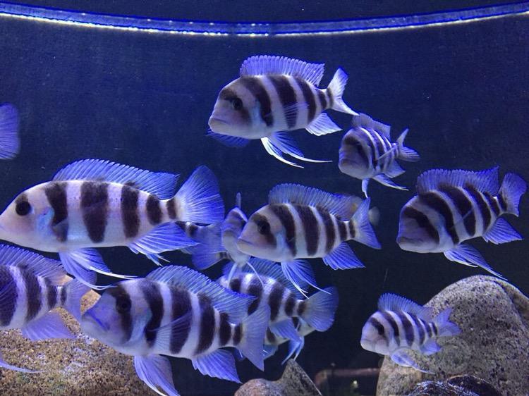 【出售】无锡本地三湖上岸,出160底滤套缸和大号布隆迪六间