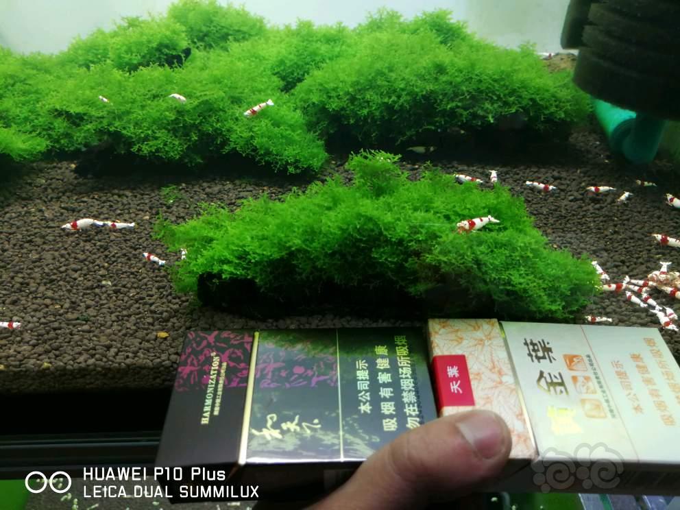 【水草】2018-5-14#RMB拍卖珊瑚莫斯沉木一份-图1