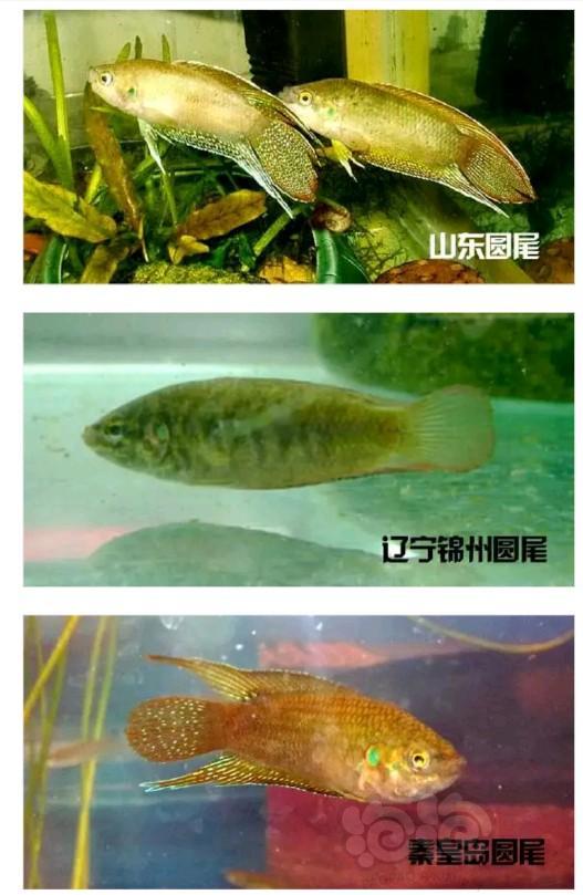 斗鱼中国斗鱼态特征