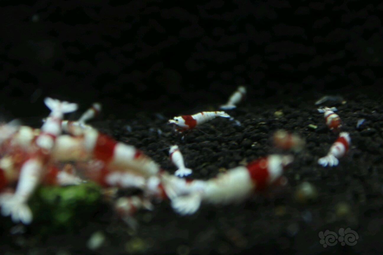 【虾】2018-5-10#RMB拍卖红白水晶虾6只-图3