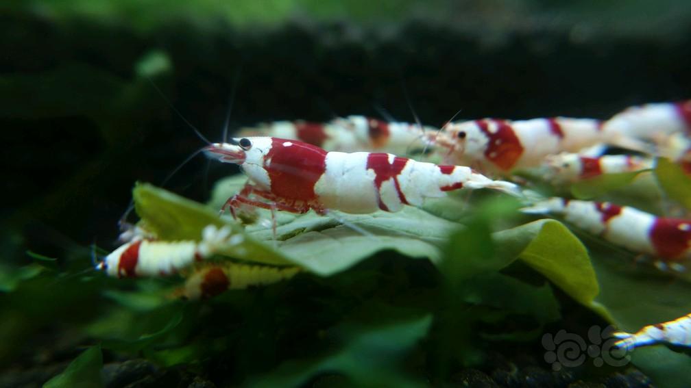 红白纯血水晶虾换鱼-图6