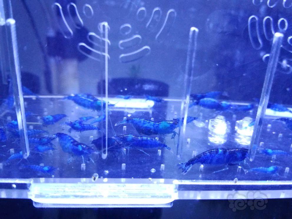【出售】出售自养蓝宝石虾，美凤莫斯-图3