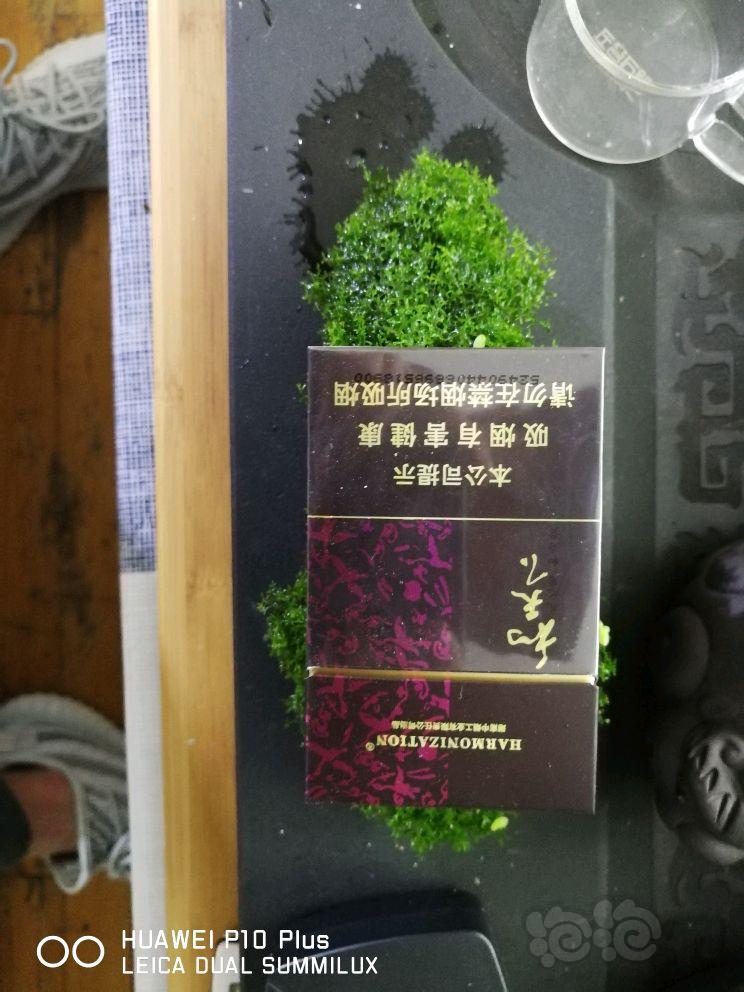 【水草】2018-5-14#RMB拍卖珊瑚莫斯沉木一份-图3