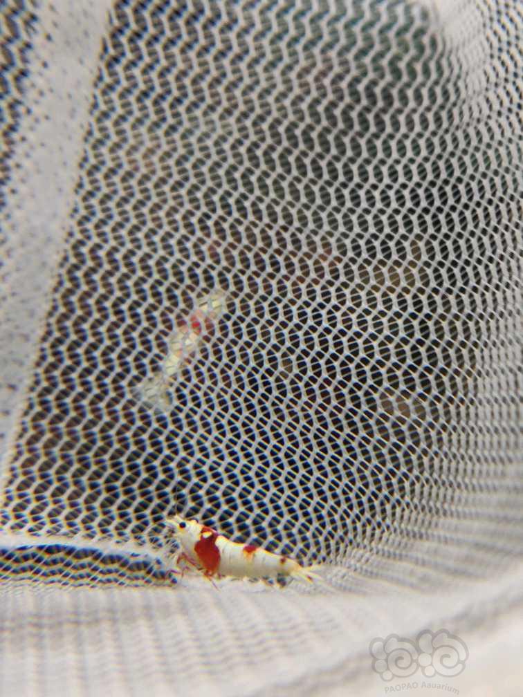【虾】2018-5-9#RMB拍卖纯血红白水晶虾一只-图2