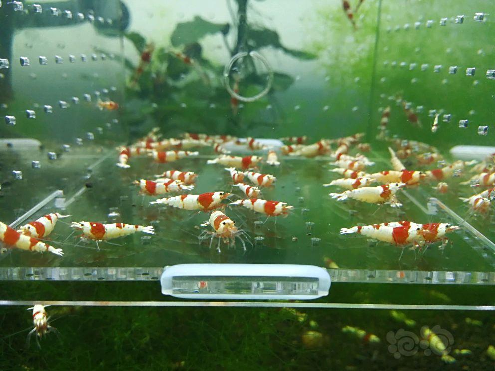 【虾】2018-05-5#RMB拍卖纯血红白淘汰20只-2-图5
