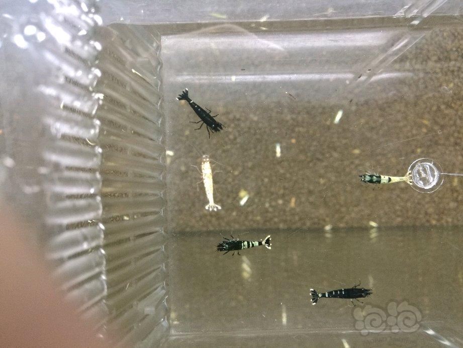 【虾】2018-5-31#RMB拍卖银河水晶虾5只-图3