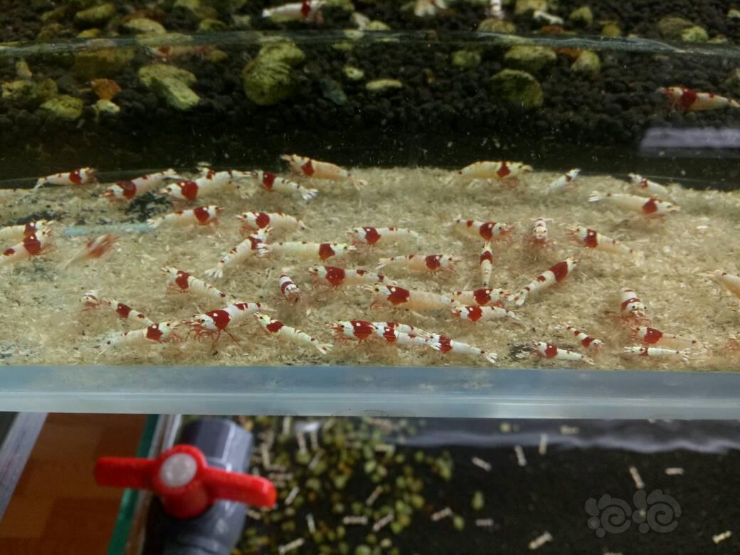 【出售】出售红白纯血水晶虾，丸禁，禁止级别3元，白躯级别6元，尺寸0.8-1.2。-图2