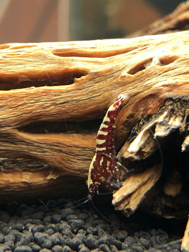 晒虾 A1 红银河鱼骨-图6