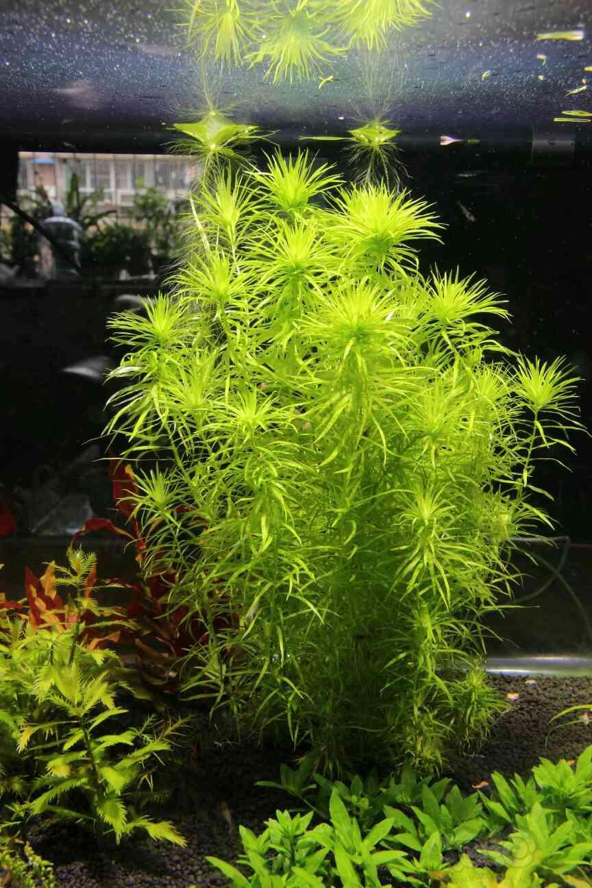 水草出开缸后景草冰冻丰年虾幼虫达比切红尾短鲷蓝宝石帝王短鲷