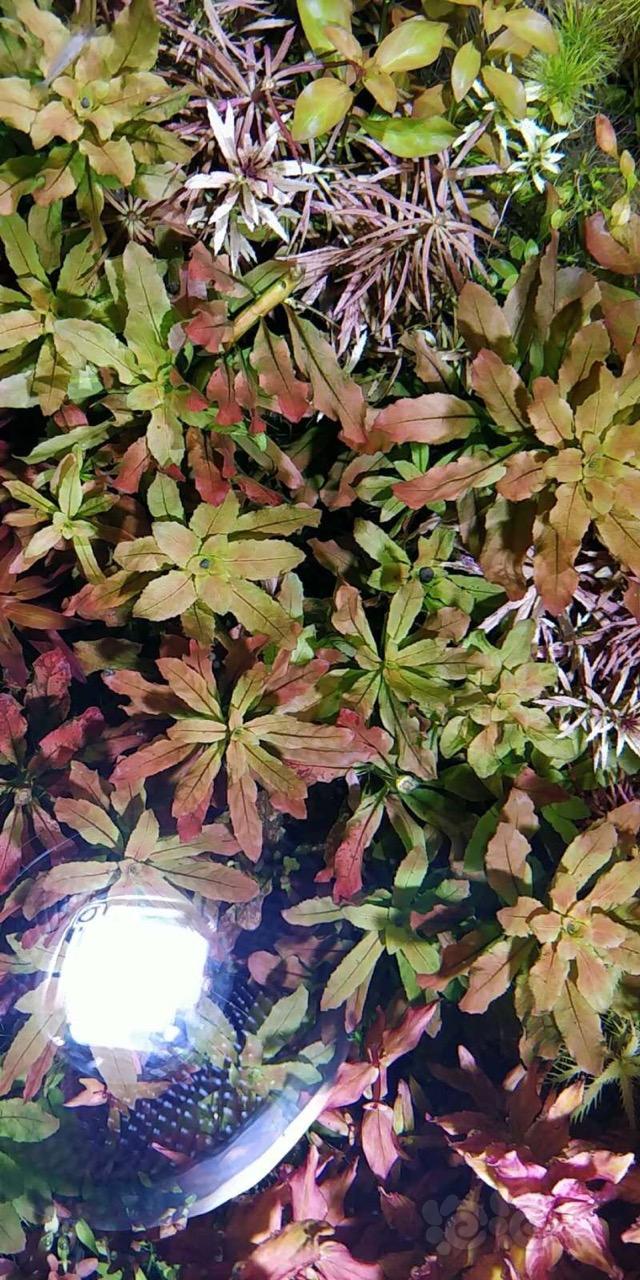 北美丁香发色如图