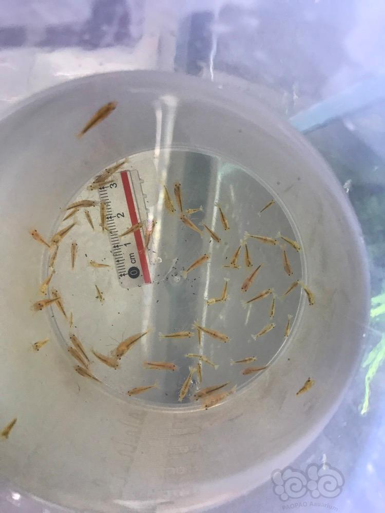 201856rmb拍卖红洞头出的白金虾水晶虾一份60只