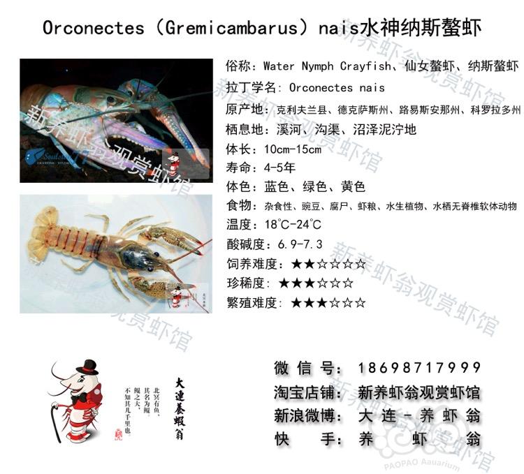 水神纳斯螯虾介绍-图1
