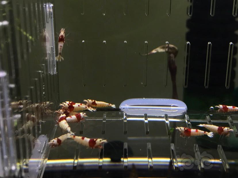 【出售】北京出售一组纯血淘汰虾「只出一组」非练手虾-图2