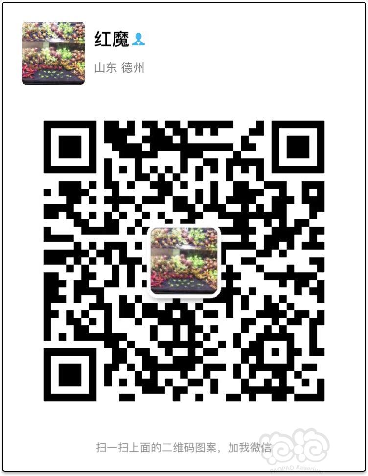 【出售】紫柚木珊瑚木特价-图6