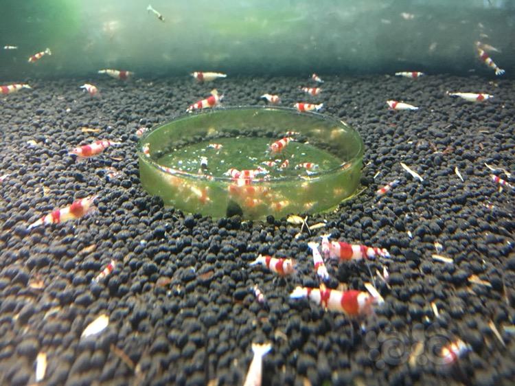 红白水晶虾小虾-图2