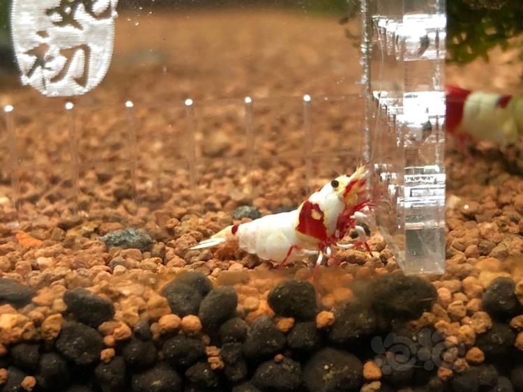 【虾】2018-05-02#RMB拍卖红白水晶虾一只-图1