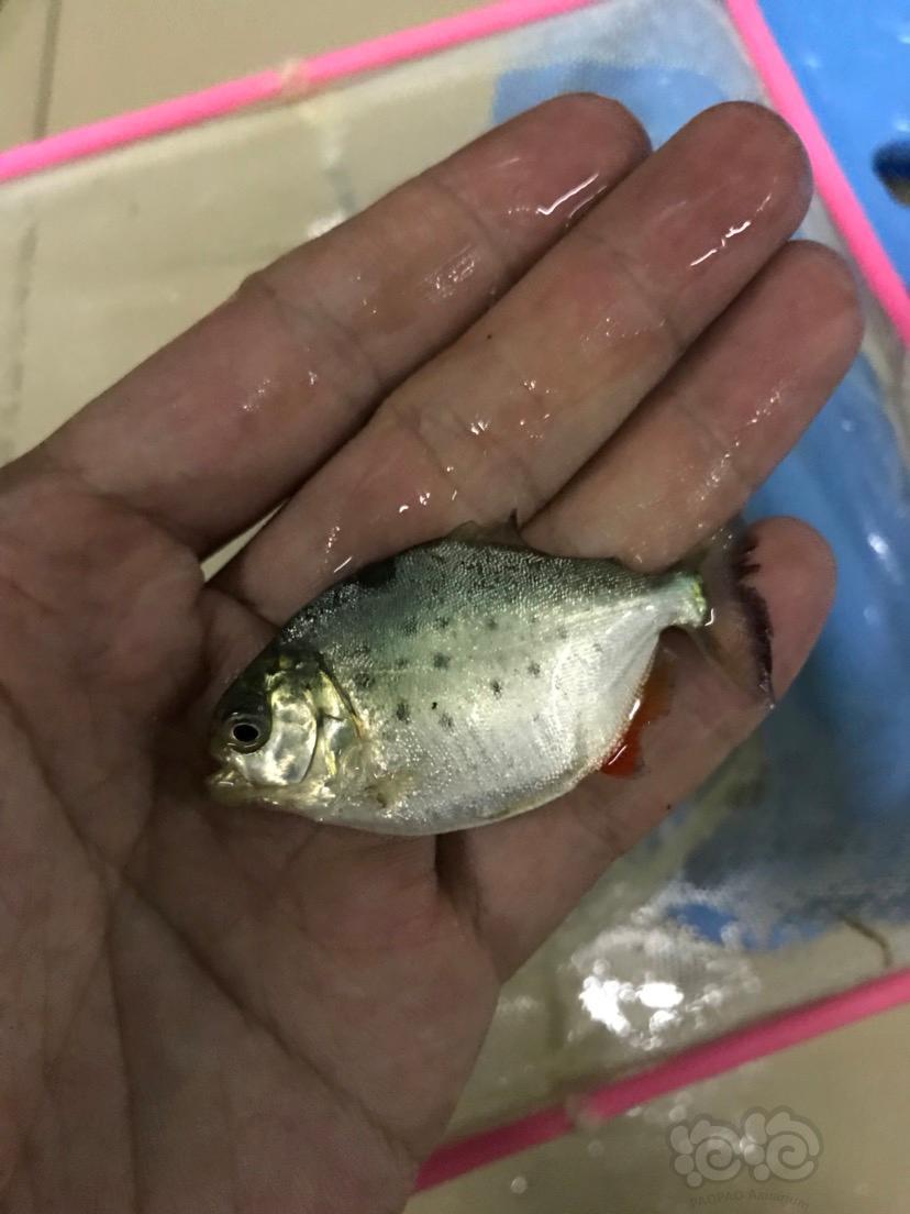 加拉辛红腹水虎长大了