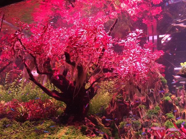 为什么我的北美被养成了菠菜at3加了暖色红草发色效